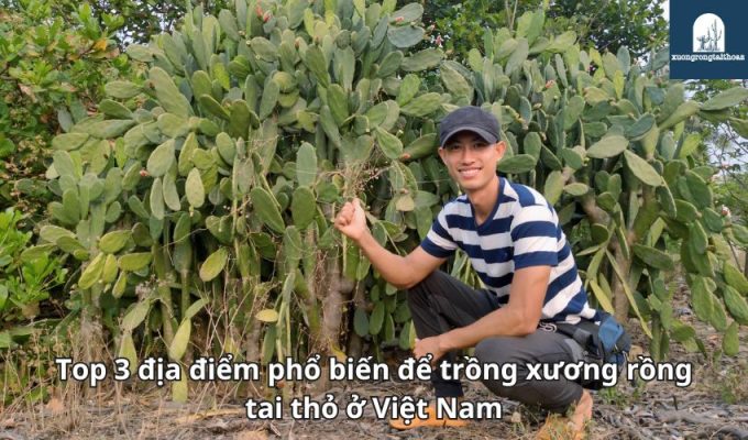 Top 3 địa điểm phổ biến để trồng xương rồng tai thỏ ở Việt Nam