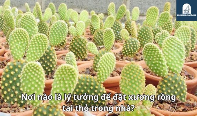 Những điều cần biết về tuyến trùng hại xương rồng tai thỏ